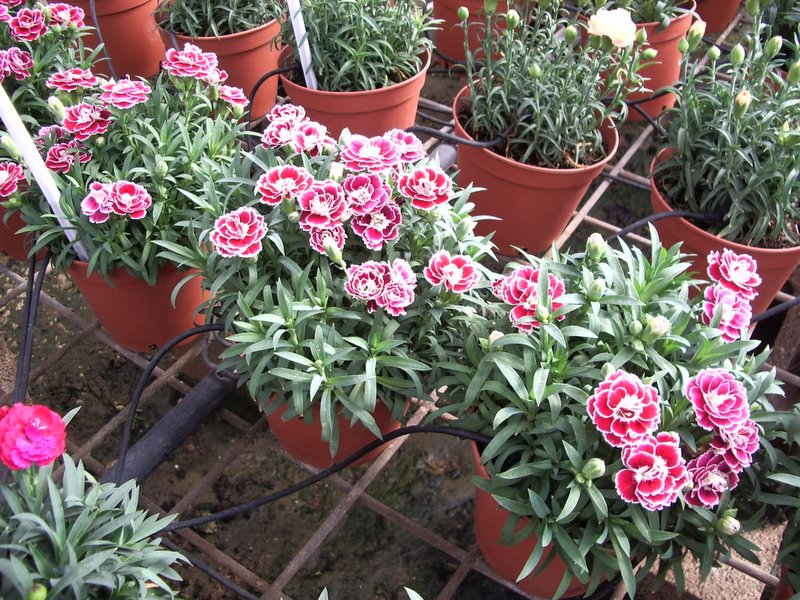 میخک قرنفلی